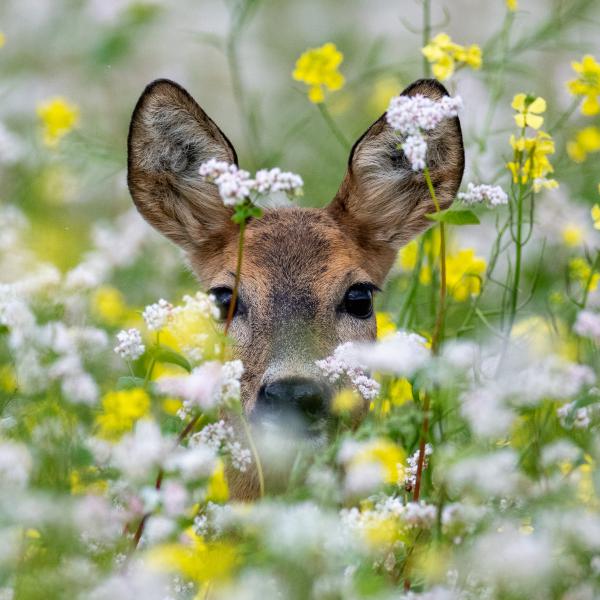 nimble_asset_biokurland_stirna_1