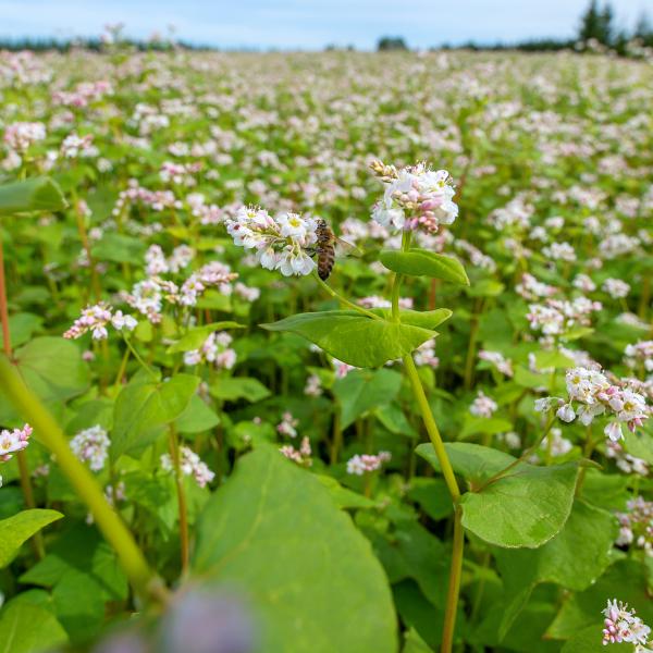 nimble_asset_bite-griku-lauka-003_biokurland